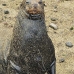 lion_sea_galapagos_san_v_0167_ecu2364.jpg